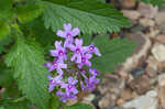 Rose verbena